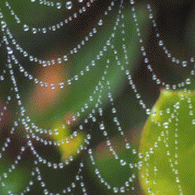 Ausschnitt eines mit Tautropfen behangenen Spinnennetzes